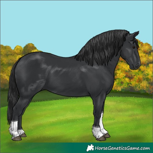 Horse Color:Black Tobiano
