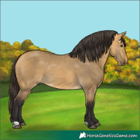 Horse Color:Buckskin Dun 
