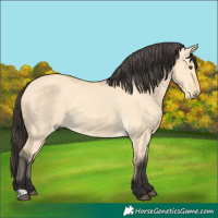 Horse Color:Buckskin Dun