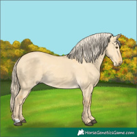 Horse Color:Palomino Dun 