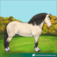 Horse Color:Buckskin Dun 