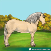 Horse Color:Palomino Dun 