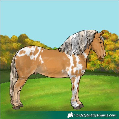 Horse Color:Palomino Skewed Appaloosa 