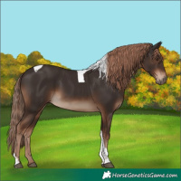 Horse Color:Liver Chestnut Tobiano Rabicano 