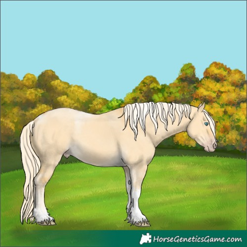 Horse Color:Gold Cream Champagne Dun Tobiano Rabicano 