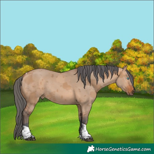 Horse Color:Bay Dun Merle Tobiano Rabicano 