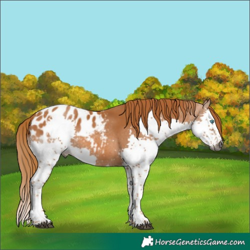Horse Color:Unknown 