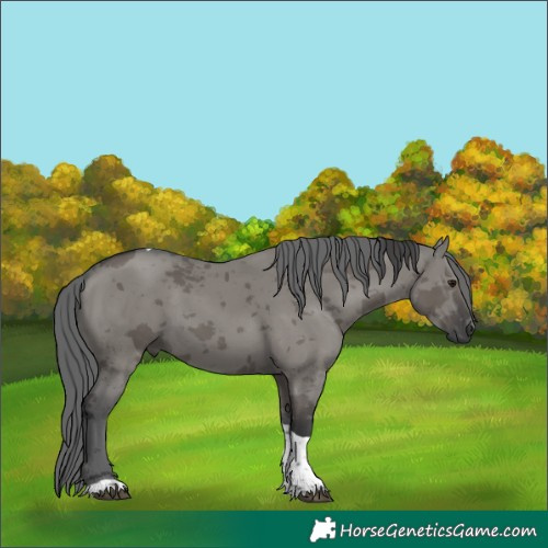 Horse Color:Unknown 