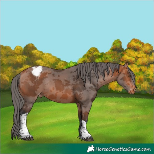 Horse Color:Unknown 