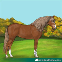 Horse Color:Gray Chestnut 