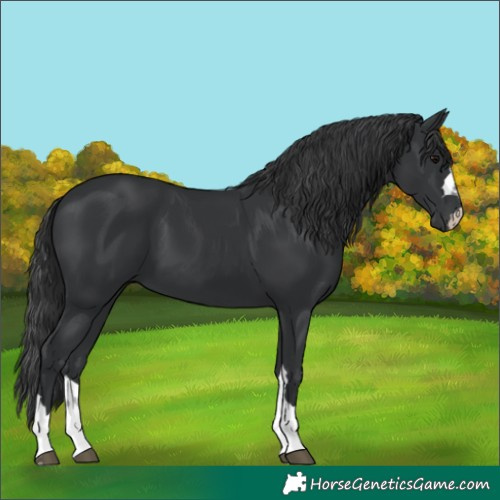 Horse Color:Black 
