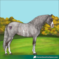 Horse Color:Silver Bay Roan Mushroom Sabino 