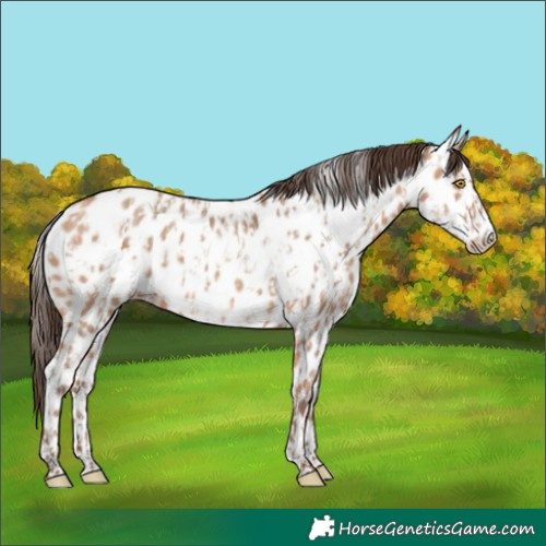 Horse Color:Amber Champagne Frame Appaloosa and Amber Champagne Frame Appaloosa