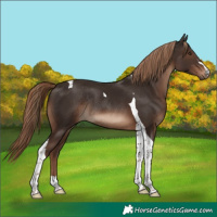 Horse Color:Liver Chestnut Tobiano Rabicano 