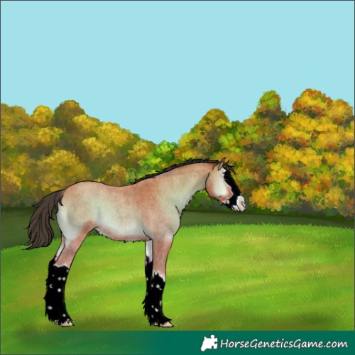 Horse Color:Bay Roan Onyx Splash 