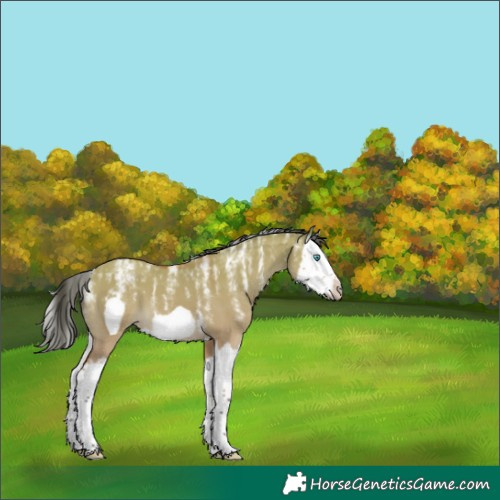 Horse Color:Powder White Bay Dun Splash Frame 