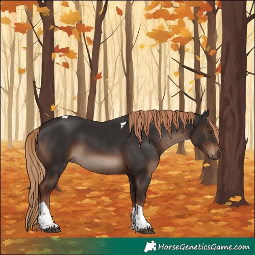 Horse Color:Liver Chestnut Tobiano Rabicano 