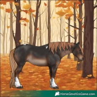 Horse Color:Liver Chestnut Tobiano Rabicano