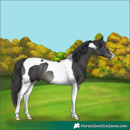 Horse Color:Black Tobiano Rabicano 