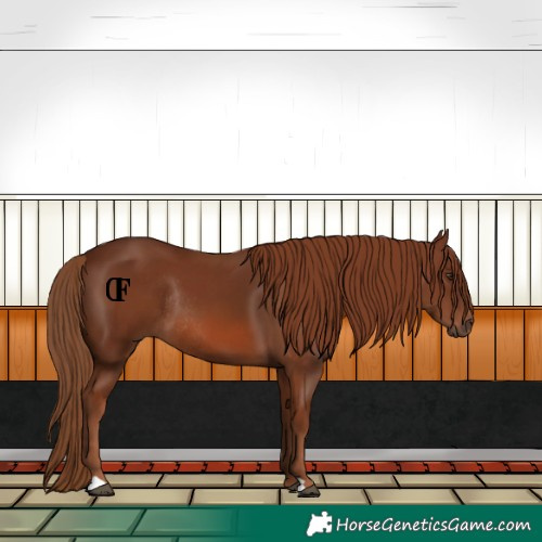 Horse Color:Chestnut Rabicano