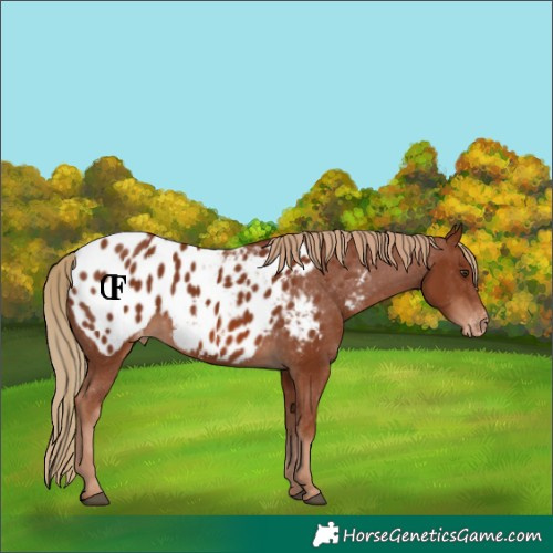 Horse Color:Chestnut Appaloosa 