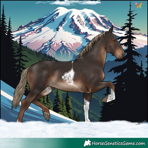 Horse Color:Liver Chestnut Tobiano Rabicano