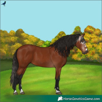 Horse Color:Gray Bay 