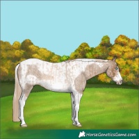 Horse Color:Chocolate Palomino Roan Pearl Tobiano Frame  and Chocolate Palomino Roan Tobiano Frame 