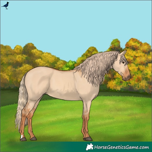 Horse Color:Red Dun 