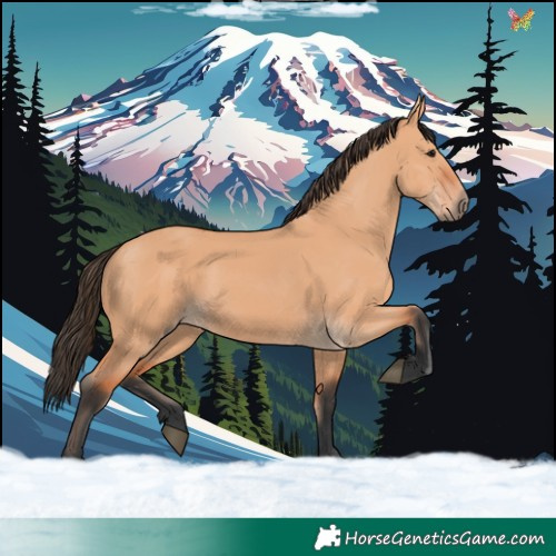 Horse Color:Bay Dun