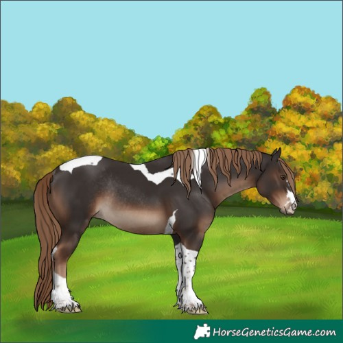 Horse Color:Liver Chestnut Tobiano Rabicano 