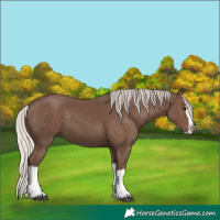 Horse Color:Silver Black Splash 