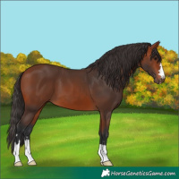 Horse Color:Bay 