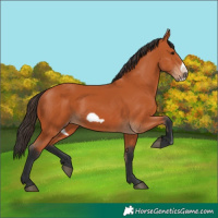 Horse Color:Bay Frame