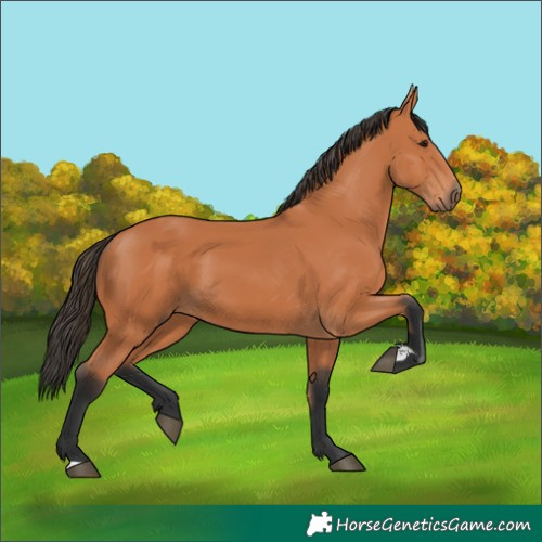 Horse Color:Bay 