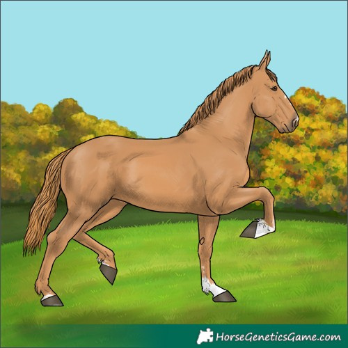Horse Color:Chestnut 