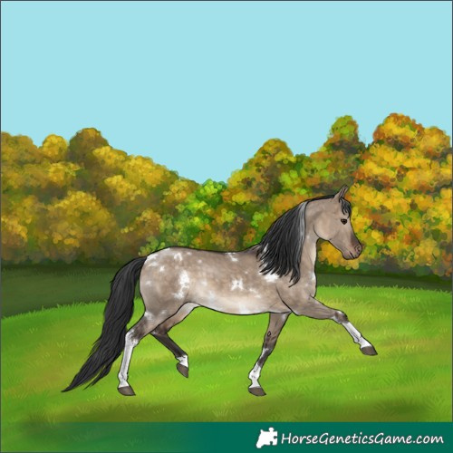 Horse Color:White Spotted Brown Dun Tobiano 