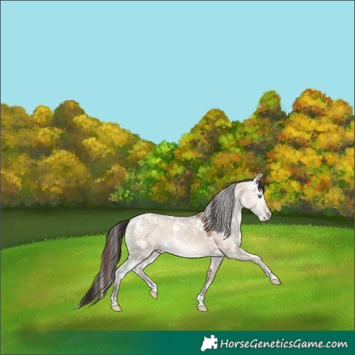 Horse Color:White Spotted Sable Champagne Ice Dun