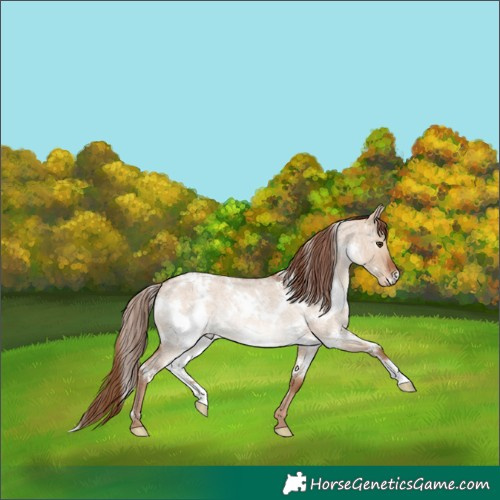Horse Color:White Spotted Red Dun Roan Rabicano 