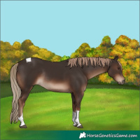 Horse Color:Liver Chestnut Tobiano Rabicano