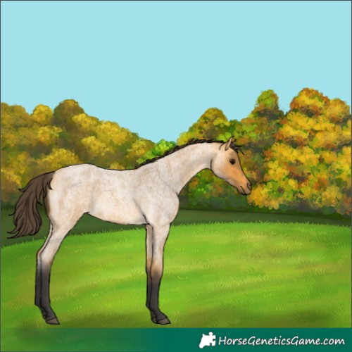 Horse Color:Buckskin Roan