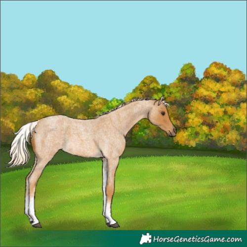 Horse Color:White Spotted Palomino Roan 