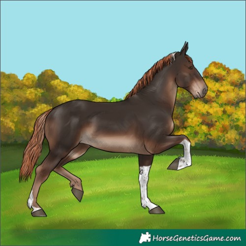 Horse Color:Liver Chestnut Tobiano Rabicano