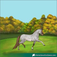 Horse Color:Liver Red Roan Tobiano Rabicano 