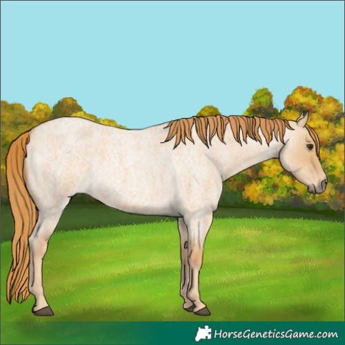 Horse Color:Red Dun Roan 