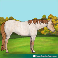 Horse Color:Red Dun Roan 