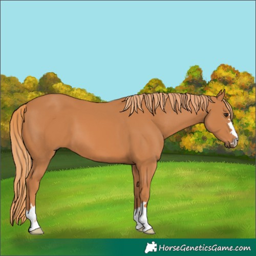 Horse Color:Chestnut 