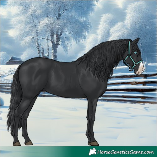 Horse Color:Black Frame 