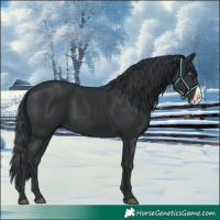 Horse Color:Black Frame 