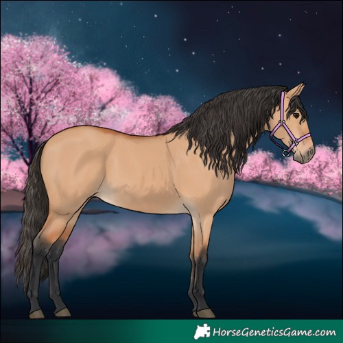 Horse Color:Bay Dun